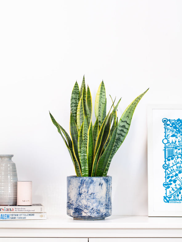 Snake Plant